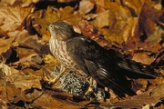 Sharp-Shinned Hawk T-Shirt