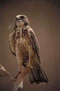 Swainson's Hawk Poster