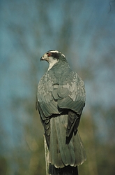 Goshawk