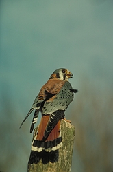 Kestrel