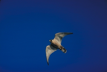 Peregrine Falcon