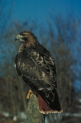 Red-Tailed Hawk