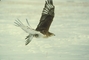 Ferruginous Hawk picture