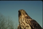 Goshawk picture