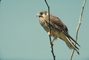 Kestrel picture