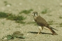 Kestrel picture