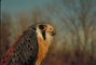 Kestrel picture