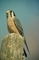 Kestrel picture