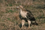 Red-Tailed Hawk picture