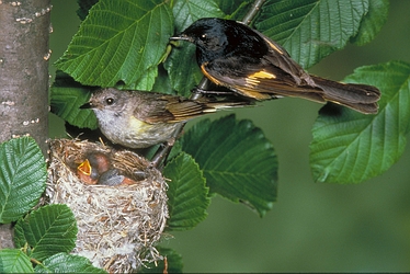 American Redstart