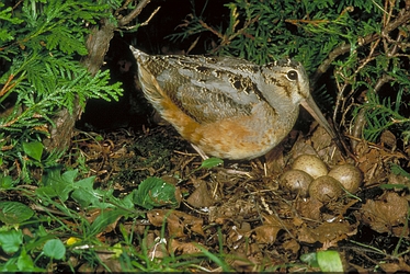 American Woodcock