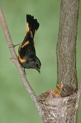 American Redstart Magnet