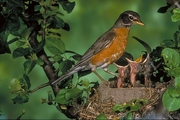 American Robin Poster