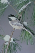 Black-capped Chickadee Poster