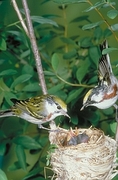 Chestnut-sided Warbler Magnet