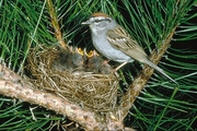 Chipping Sparrow Magnet