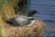 Common Loon Poster