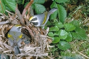 Golden-winged Warbler Poster