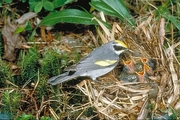 Golden-winged Warbler Magnet