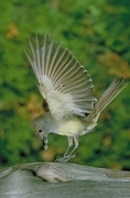 Great-crested Flycatcher Poster