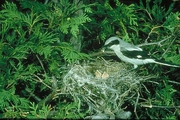 Loggerhead Shrike Magnet