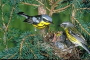 Magnolia Warbler Poster