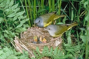 Mourning Warbler Poster