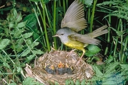 Mourning Warbler Poster