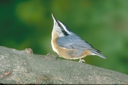 Red-breasted Nuthatch Poster