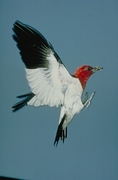 Red-headed Woodpecker Magnet