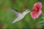 Ruby-throated Hummingbird Poster