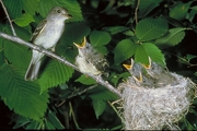 Traill's Flycatcher Poster