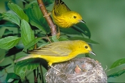 Yellow Warbler Poster