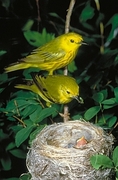 Yellow Warbler Poster