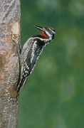 Yellow-bellied Sapsucker Magnet