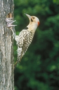 Yellow-shafted Flicker Magnet