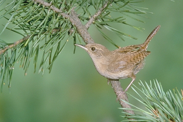 House Wren