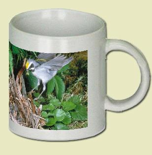 Golden-winged Warbler Coffee Mug