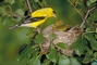 American Goldfinch picture