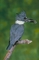 Belted Kingfisher picture