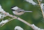 Black-capped Chickadee picture