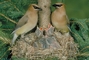 Cedar Waxwing picture