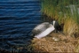 Common Loon picture