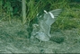 Common Nighthawk picture