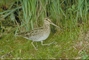 Common Snipe picture