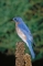 Eastern Bluebird picture