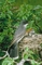 Eastern Kingbird picture