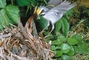 Golden-winged Warbler picture