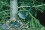 Gray Catbird picture