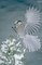 Gray Jay picture